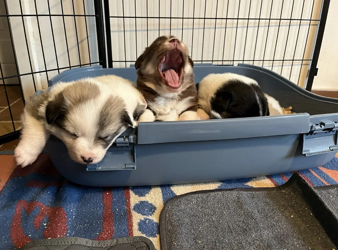 Vier Wochen alte Islandhund-Welpen